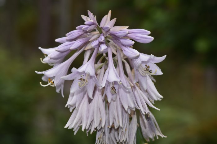 Närbild av lilafärgade blomklasar från funkian Hosta 'Empress Wu'.