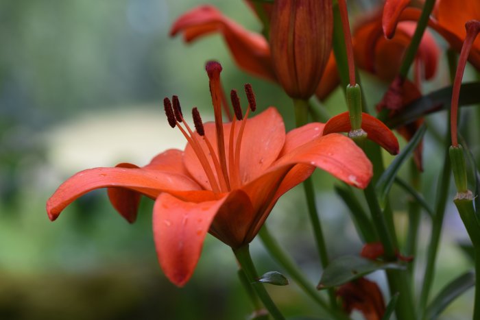 Närbild av en orange liljeblomma med daggdroppar och oskärpa i bakgrunden.