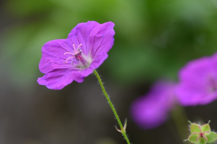 Närbild av en blommande blodnäva (Geranium sanguineum) med lila kronblad.