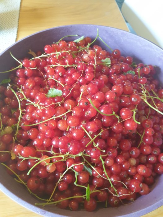 Skål med röda vinbär och några krusbär, redo för att göras till saft.