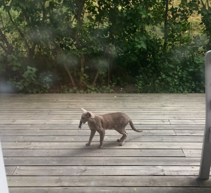 Katt som bär något i munnen över en trätrall mot en bakgrund av grönska.