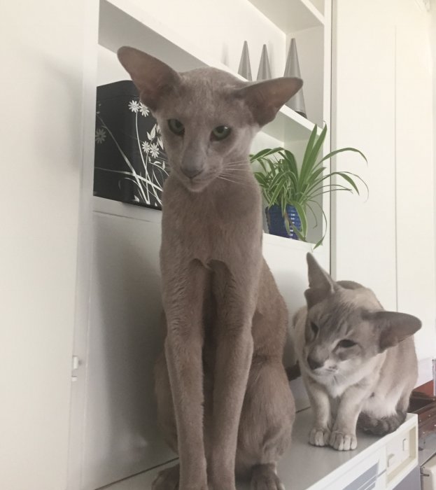 Två sphynxkatter sitter på en skänk, en står upp och en sitter ned och ser framåt.