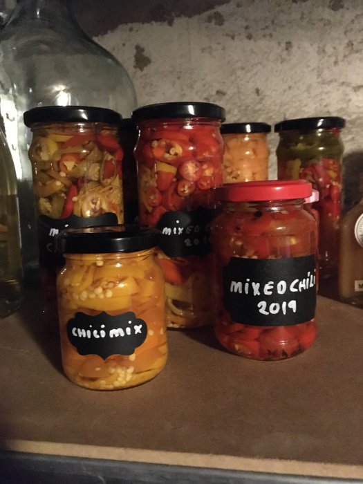 Burkfyllda hyllor med hemmagjorda inläggningar av blandade chilis från 2019 i ett dammigt skafferi.