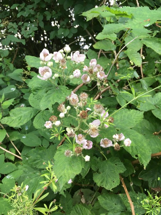 Björnbärsbuske med mogna och omogna bär samt blommande blommor mot en bakgrund av grönska.