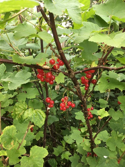 Röda vinbär på grenar omgivna av gröna blad, indikerar mognad och normal skörd.