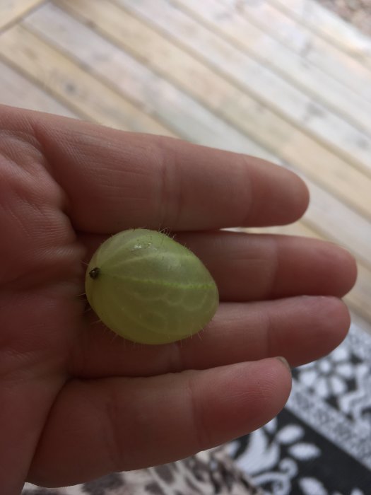 Närbild av ett grönt krusbär som hålls mellan fingrarna, med trätrall i bakgrunden.