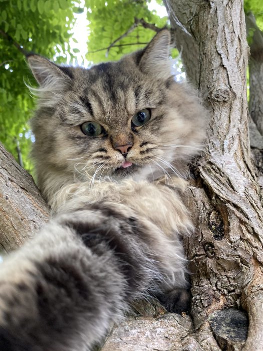 Långhårig katt Doris tar selfie i träd, grenar och gröna löv i bakgrunden.