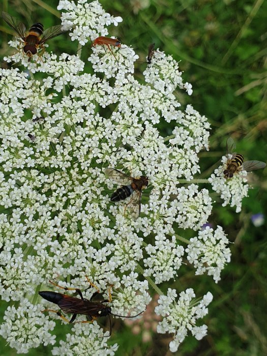 Blomstermorot med insekter inklusive humleliknande fluga och röd skalbagge.