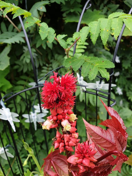 Röd blomstermorot med fläckig tofslilja mot gröna blad och trädgårdsstaket.