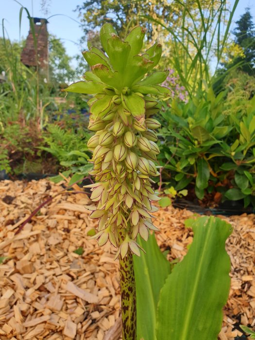 Blomstermorot med ett blommande spirat ax omgivet av gröna blad och flisad mark.