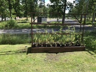 Tomatlåda i trä med växande tomatplantor, skyddad av ett metallstaket, placerad på en gräsmatta.