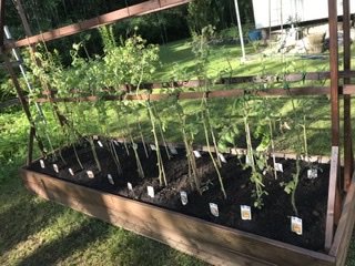 Trädgårdsland med nyligen planterade tomatplantor i en nybyggd träram med stödnät.