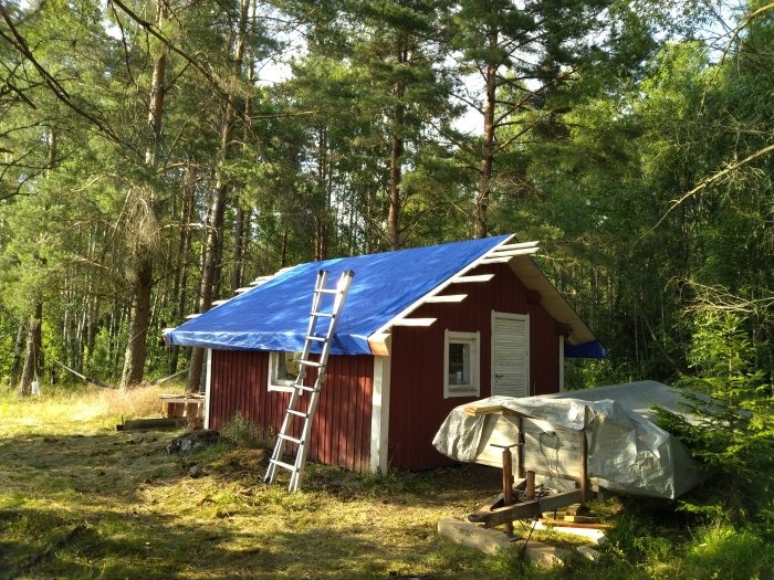 Röd stuga under renovering med blå presenning på taket och stege, omgivet av skog.