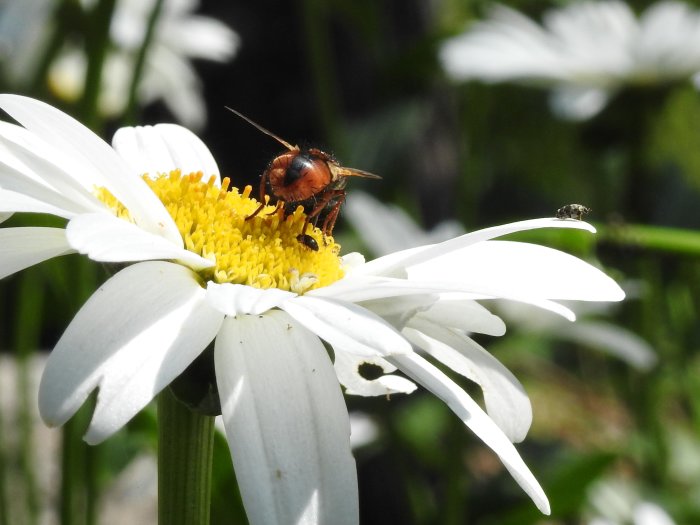 Blomfluga täckt av pollen på en vit prästkrage, med en liten insekt svävande i bakgrunden.