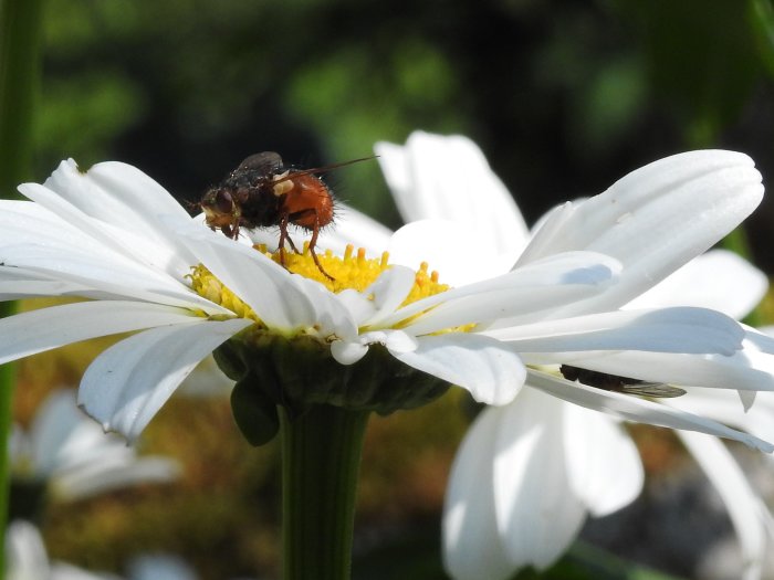 Blomfluga pudrad med pollen på en vit blomma med en dold silverstreckad pärlemorfjäril synlig i bakgrunden.