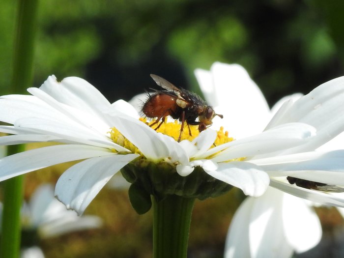 Blomfluga pudrad med pollen på en vit blomma med gula mitten, i solljus.