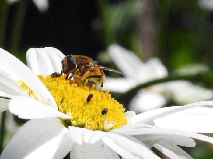 Blomfluga pudrad med pollen på prästkrage.