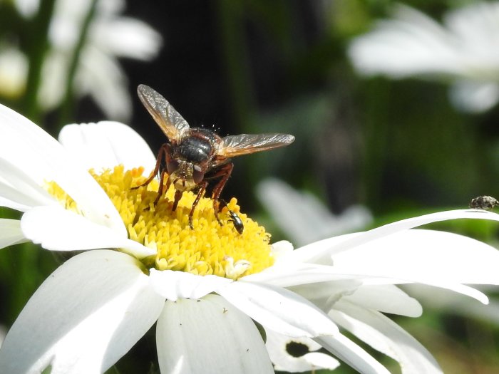 Blomfluga täckt med pollen på en vit blommas gula mitten, med svart bakgrund.