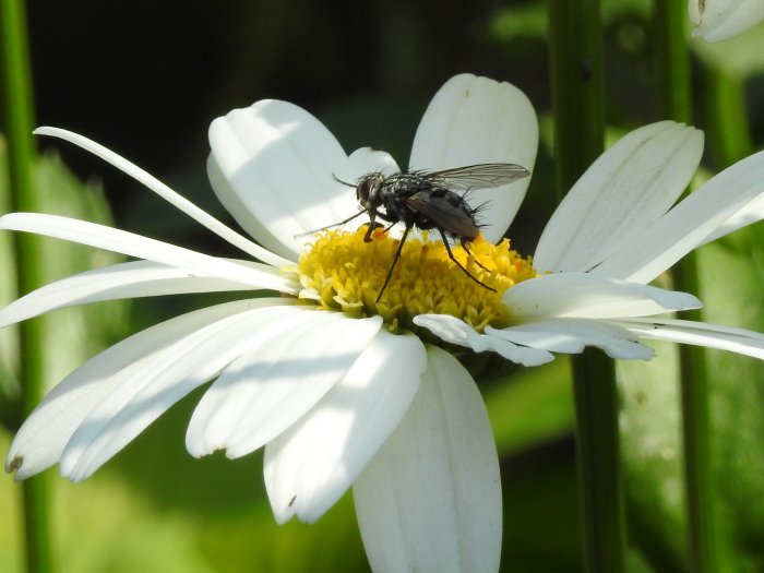 Blomfluga pudrad med pollen på en blomma, exemplar av silverstreckad pärlemorfjäril ej synlig.