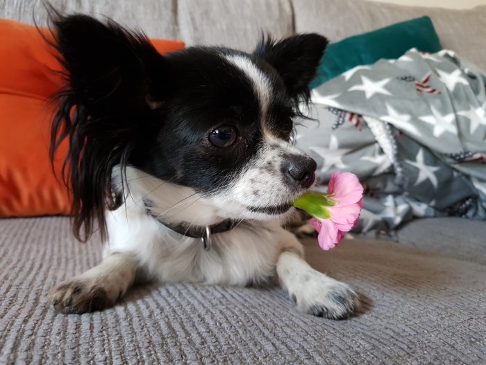 Svartvit hund med en rosa blomma i munnen ligger på en grå soffa framför en orange kudde.