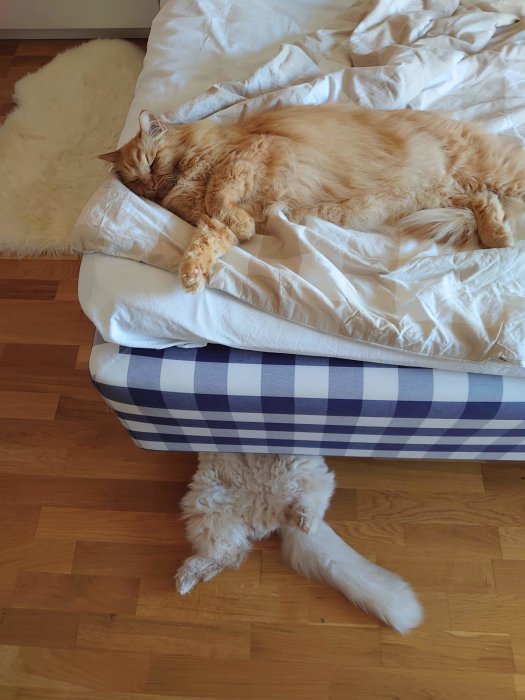Rödorange katt som sover utsträckt på en bädd med vita täcken och blårandig madrass.