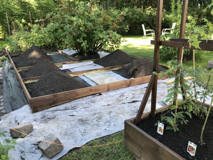 Tomatplantor i en nybyggd trälåda med högar av jord och kross, samt en vit väv på marken.