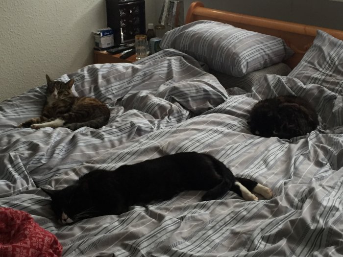 Tre katter sover utsträckta på en rutmönstrad säng.