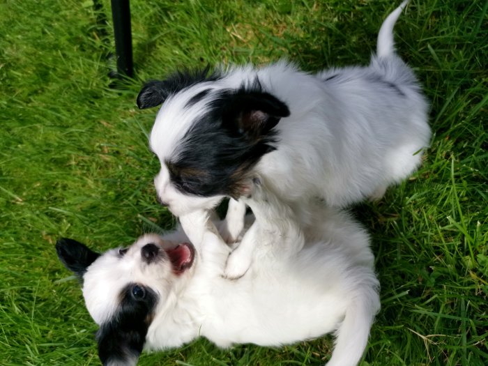 Två små svartvita hundvalpar som leker på en grön gräsmatta.