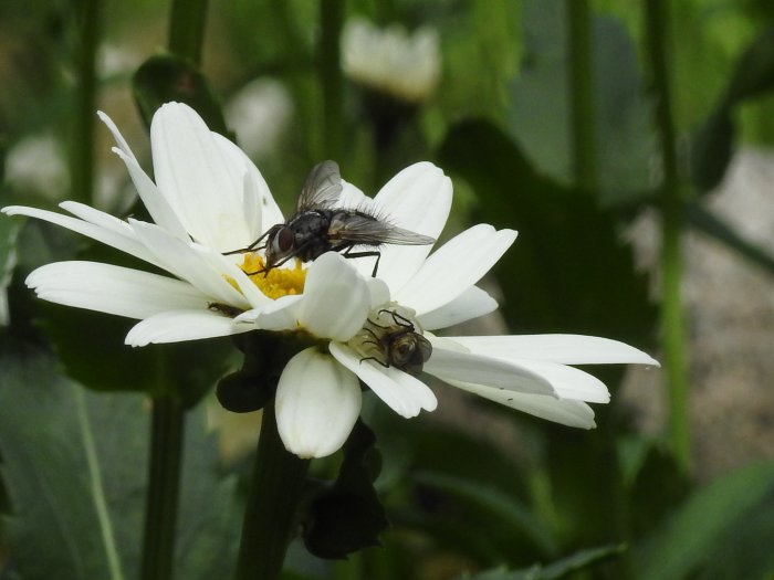 Fluga och bi på en vit blommas kronblad mot suddig grön bakgrund.