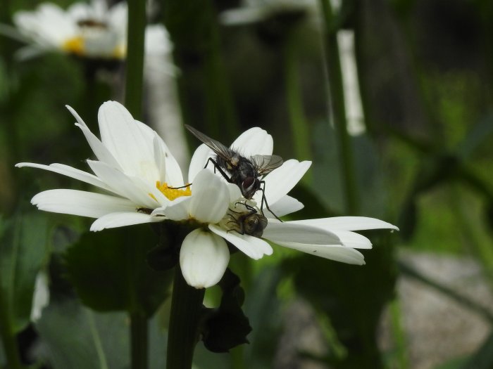 Fluga sittande på en vit blomma med suddig grön bakgrund