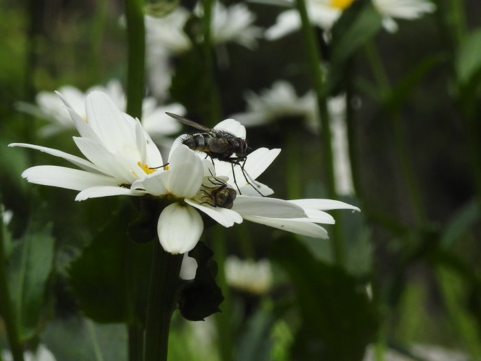 Två flugor på en vit blomma i grönt fält.