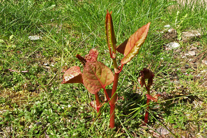 Unga växter med röda stjälkar och rödgröna blad som växer i gräset.