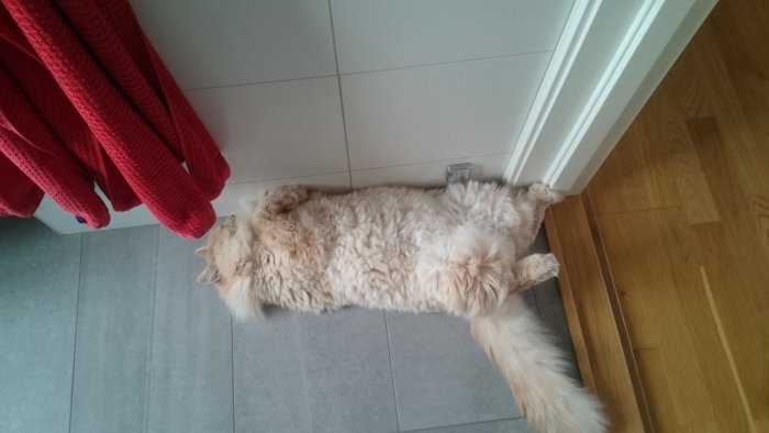 Lång hårig katt ligger upp och ner bredvid ett element.