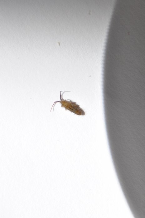 En 6mm lång hoppstjärt på ett vitt underlag med skugga i hörnet.