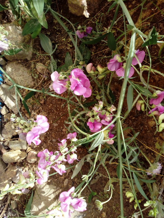 Rosenvial i olika blomstadiet ligger på marken bland stenar och gröna blad innan borttagning för dräneringsarbete.