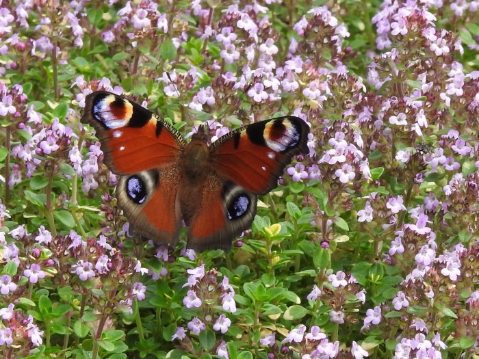 Påfågelöga fjäril på blommande växt, troligtvis oregano, med öppna färgstarka vingar.