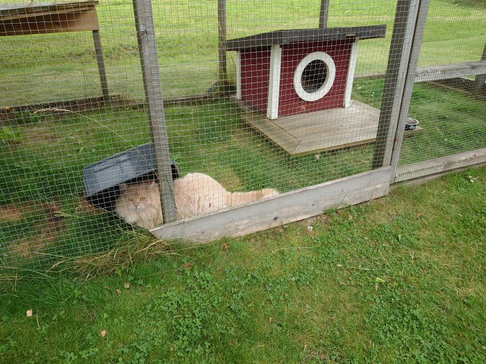 Katt som ligger på rygg inne i en utebur med ett litet rött katt-hus i bakgrunden.