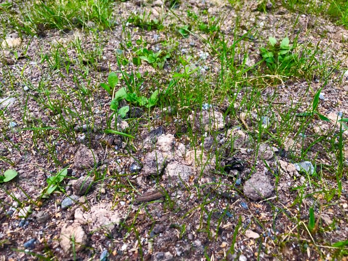 Gräsmatta med sparsam gräsbevuxning, fläckvis elände och synliga stenar och lerklumpar efter regn.