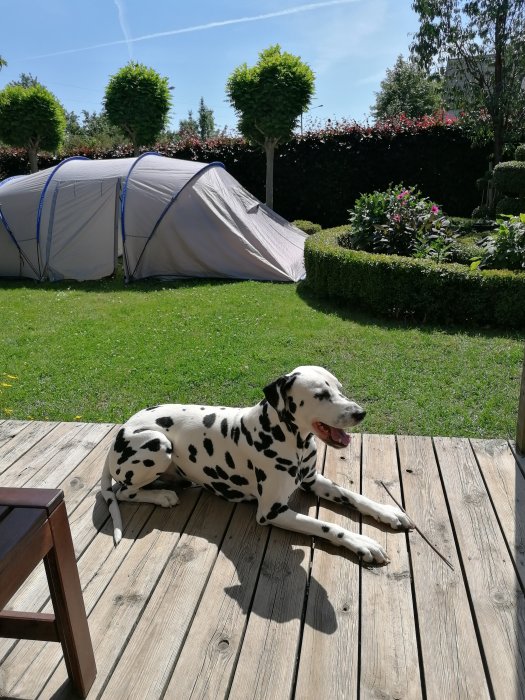 Glad dalmatiner ligger på trätrall framför campingtält i solig trädgård.