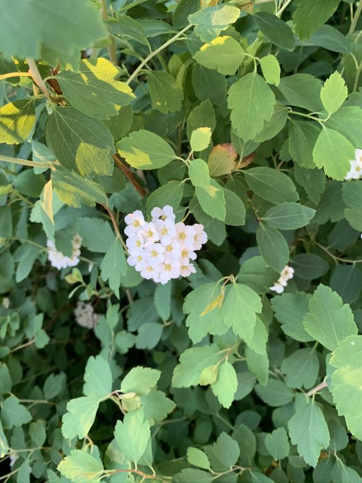 Vit blomklase omgiven av gröna blad, liknar inte Björkspirea enligt bilduppladdaren.