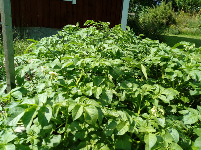 Lummig potatisodling nära en röd träbyggnad på en somrig dag.
