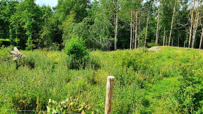 Panoramabild av en tomt med grönt buskage och träd där mitt på huset planeras.