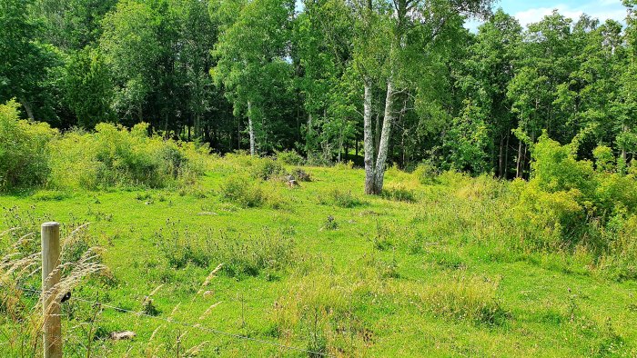 Panoramabild av tomt med gräs, staket och buskage, tänkt byggplats för ett hus mitt i bilden.