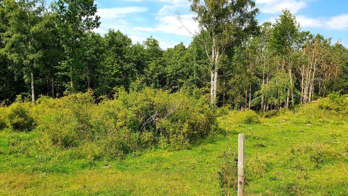 Panoramavy över en tomt med grönt gräs och buskage där planerat hus kan placeras, omgiven av träd.