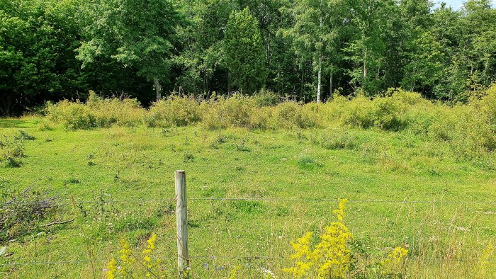 Panoramabild av tomt med grönt gräs och buskage mot skogsbakgrund, tänkt för husbygge.