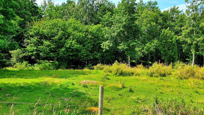 Panoramabild av en tomt med gräs, större buskage i mitten och träd i bakgrunden.