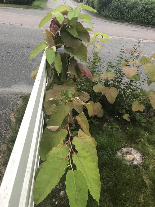 En ljusgrön växt med stora blad och röda stjälkar som växer vid sidan av en vit staketkant nära en väg.