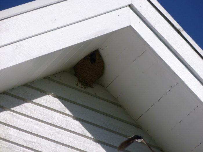 Hussvalans bo under takåsen på ett vitt hus, med en svala i flykt i bildens förgrund.