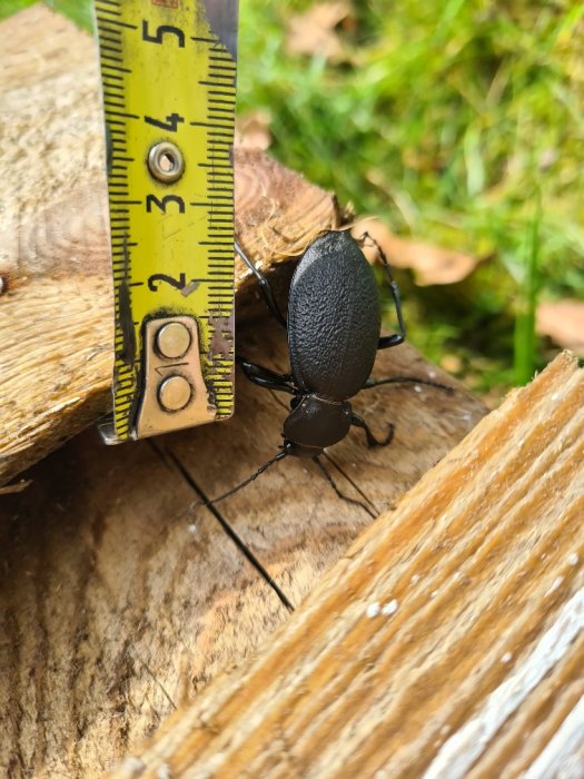 Stor svart skalbagge bredvid en gul tumstock mäter cirka 4 cm, på träyta utomhus.