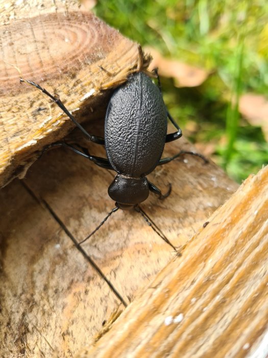 Stor svart skalbagge på träplank, troligen en jordlöpare, cirka 4 cm lång.